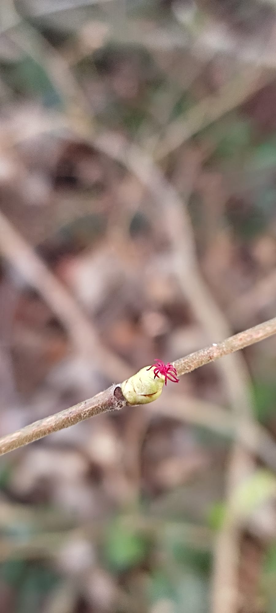 Bienen-Februar