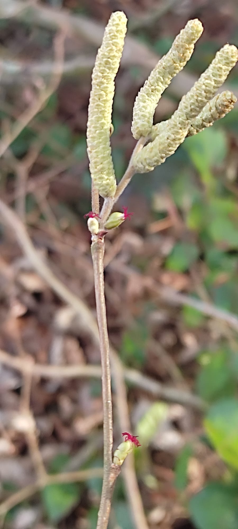 Bienen-Februar2